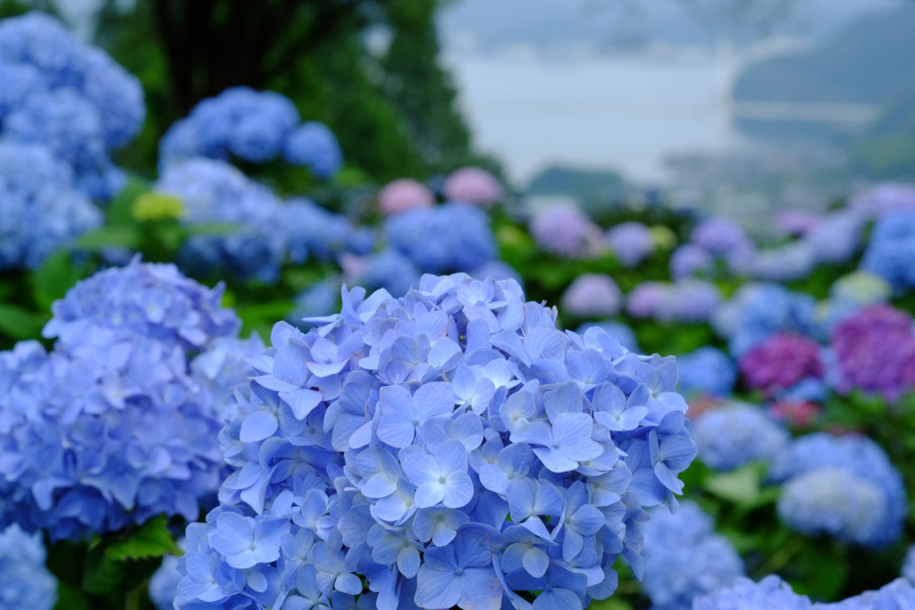 DSCF7008ss.jpg